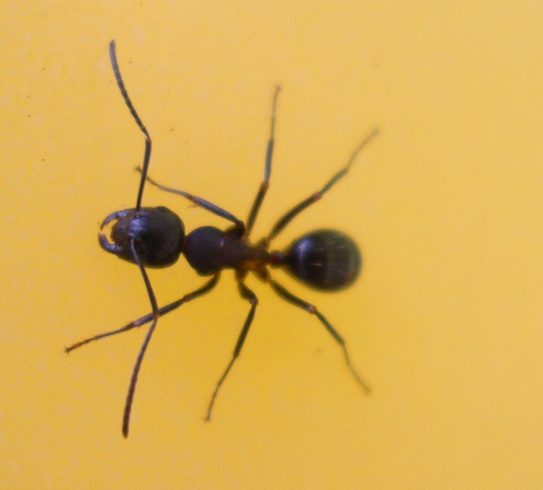 Formica sp.